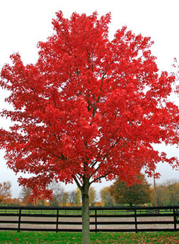 Acer Rubrum, October Glory Maple