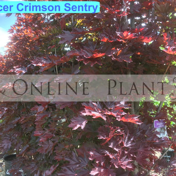 Acer Platanoides, Crimson Sentry Maple