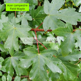 Acer Campestre, Field Maple