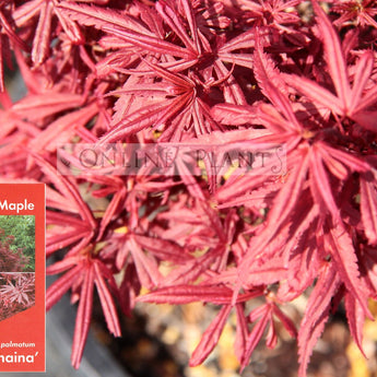 Acer palmatum Shaina