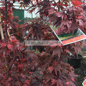 Acer palmatum Shaina