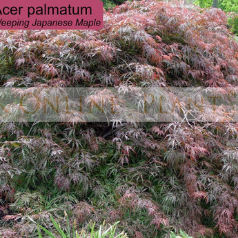 Acer palmatum dissectum Atropurpureum Weeping Maple