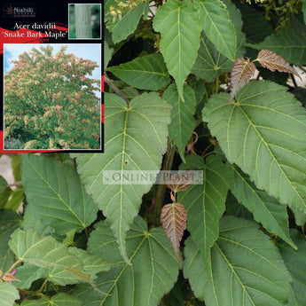 Acer davidii Snake Bark Maple