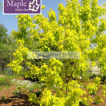 Acer negundo Kellys Gold