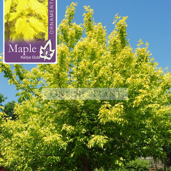 Acer negundo Kellys Gold