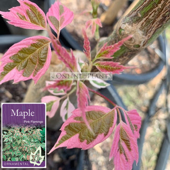 Acer negundo Pink Flamingo Box Elder Maple