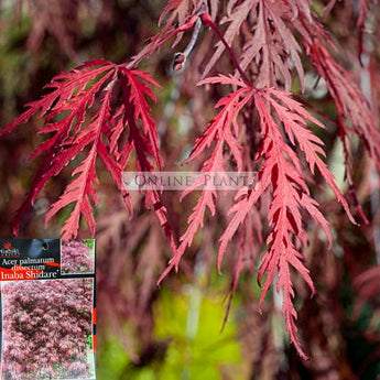 Acer palmatum dissectum Inaba Shidare