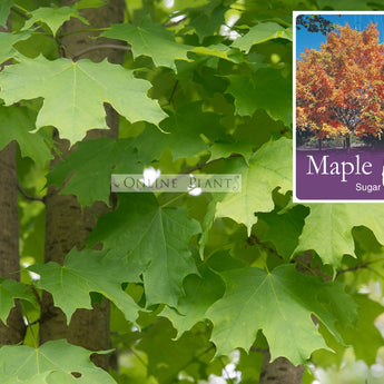 Acer saccharum Sugar Maple