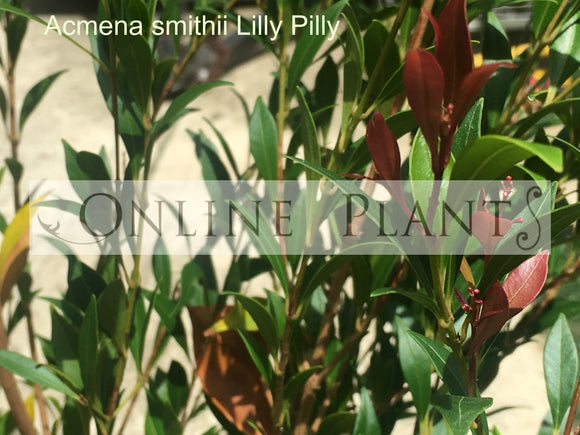 Acmena Smithii for Sale, 'Lilly Pilly' Hedge for sale | Online Plants ...