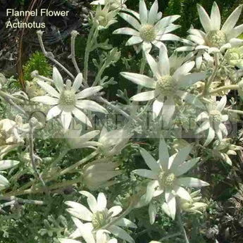 Actinotus Helianthi, Flannel Flower