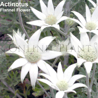 Actinotus Helianthi, Flannel Flower