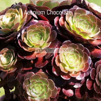 Aeonium Chocolate