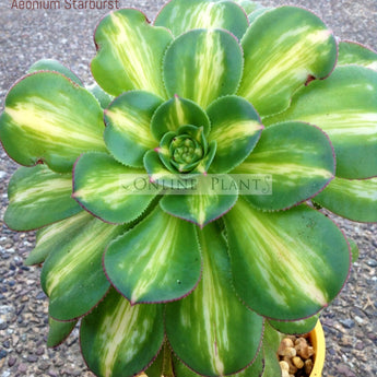 Aeonium Starburst