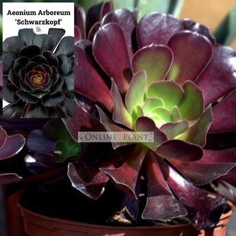 Aeonium Arboreum Atropurpureum Schwarzkopf