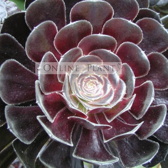 Aeonium Arboreum Atropurpureum Schwarzkopf