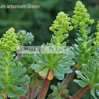 Aeonium arboreum Green