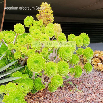 Aeonium arboreum Green