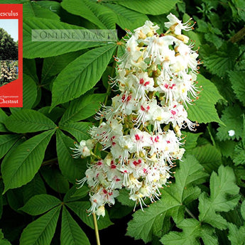 Aesculus hippocastanum Horse Chestnut