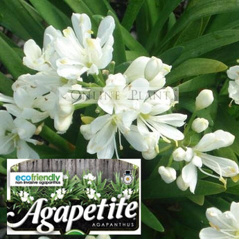 Agapanthus Agapetite