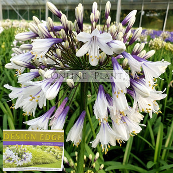 Agapanthus Fireworks