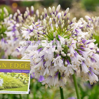 Agapanthus Fireworks