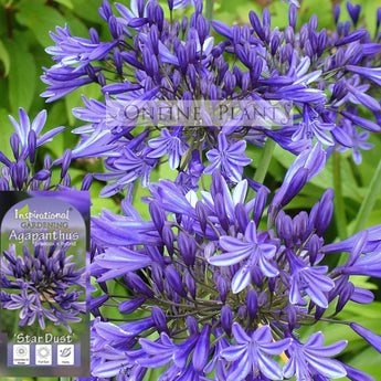 Agapanthus Stardust