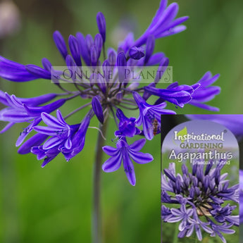 Agapanthus Stardust