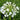 Agapanthus Orientalis White