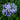 Agapanthus Orientalis Blue