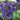 Agapanthus Purple Cloud