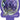 Agapanthus Purple Magic
