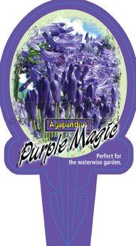 Agapanthus Purple Magic