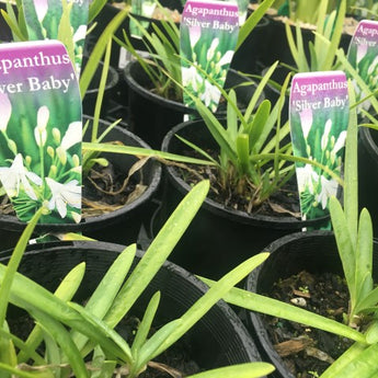 Agapanthus Silver Baby