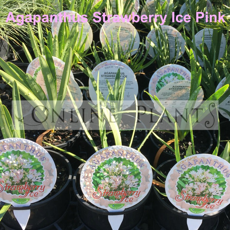 Agapanthus Strawberry Ice Pink