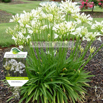 Agapanthus Snowball