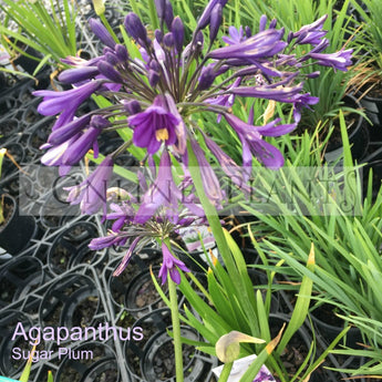 Agapanthus Sugar Plum™