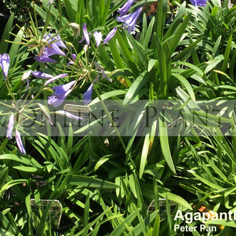 Agapanthus Peter Pan