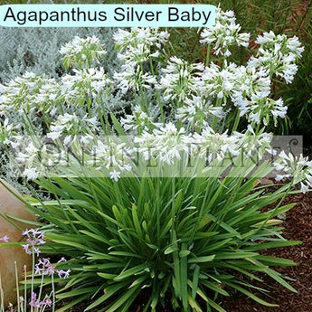 Agapanthus Silver Baby