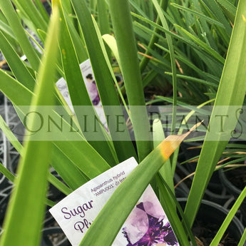 Agapanthus Sugar Plum™