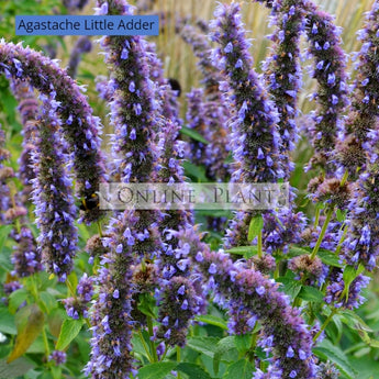 Agastache Little Adder