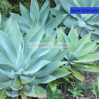 Agave attenuata Blue