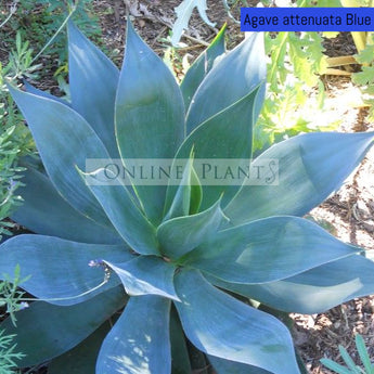 Agave attenuata Blue