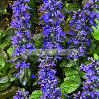 Ajuga reptans Blueberry Muffin