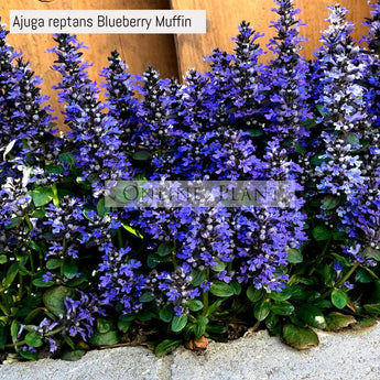 Ajuga reptans Blueberry Muffin