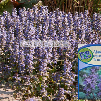 Ajuga reptans Braunherz