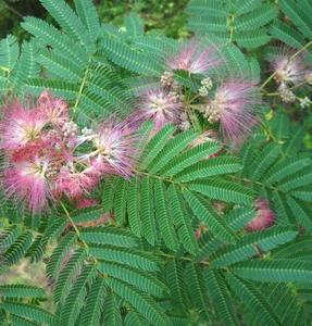 Albizia julibrissin rosea, Silk Tree