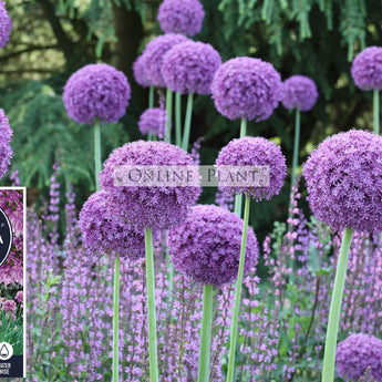 Allium Luna  Luna Ornamental Onion