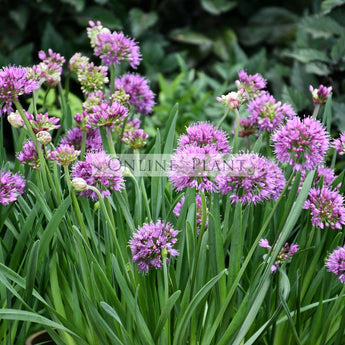 Allium Luna  Luna Ornamental Onion