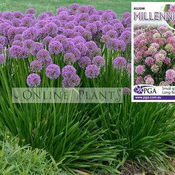 Allium Millennium