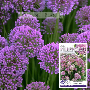 Allium Millennium